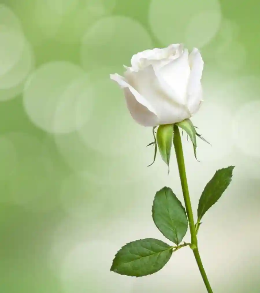 رسائل اعتذار قوية ومؤثرة